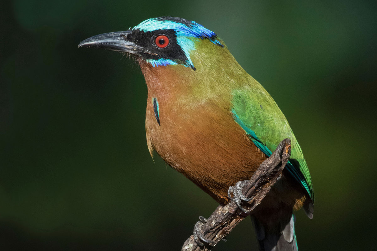 Trinidad Motmot